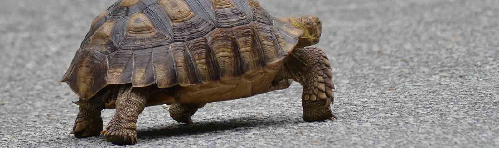 Go slow; like a turtle